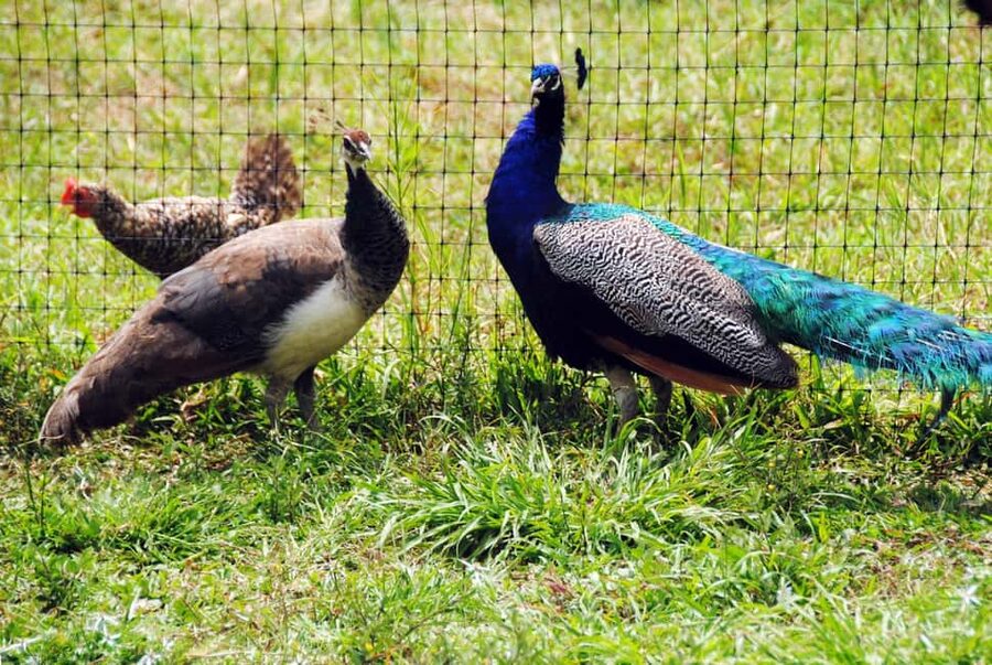 Punta Cana: Xploration Animal Park Bus Tour with Encounters - Price check: is $90 per person good value?