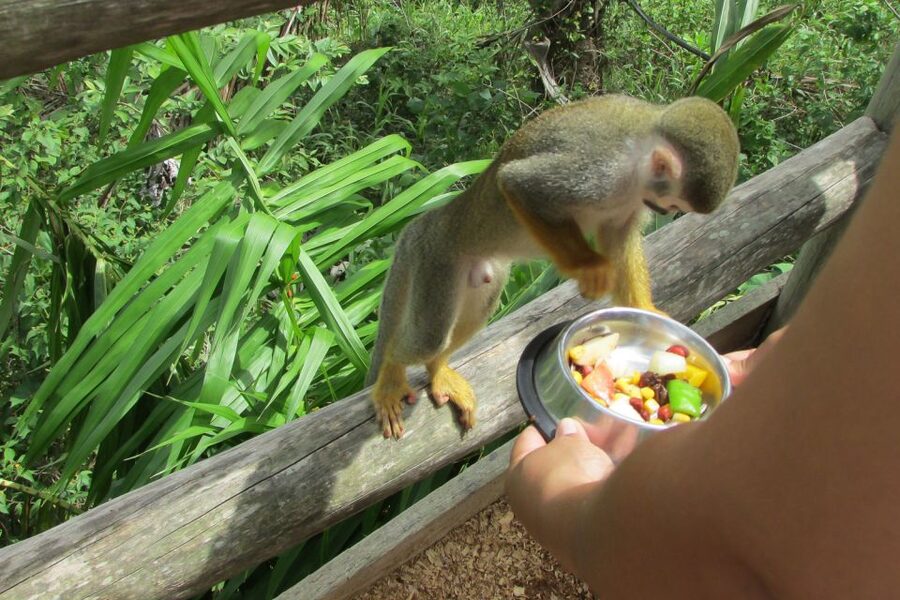 Punta Cana: Ziplines Adventures & Monkeyland Entry - Monkeyland in Anamuya: Hands-On Squirrel Monkey Time