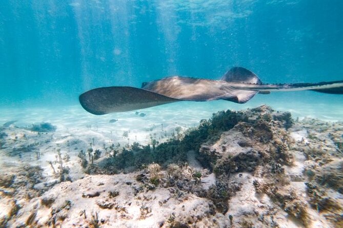Reef Explorer Half Day Trip - Bávaro Beach: Where your reef adventure starts
