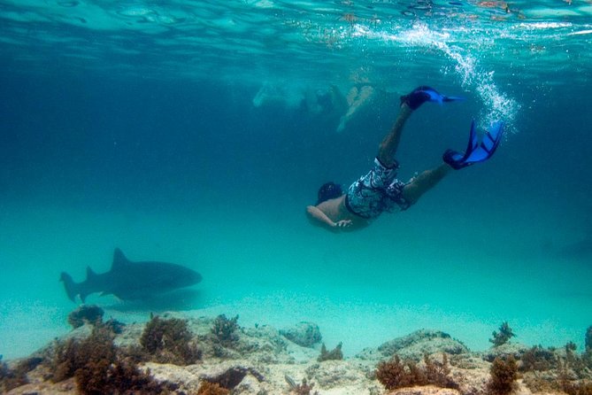 Reef Explorer Half Day Trip - Stingray snorkeling: What to expect and how to enjoy it