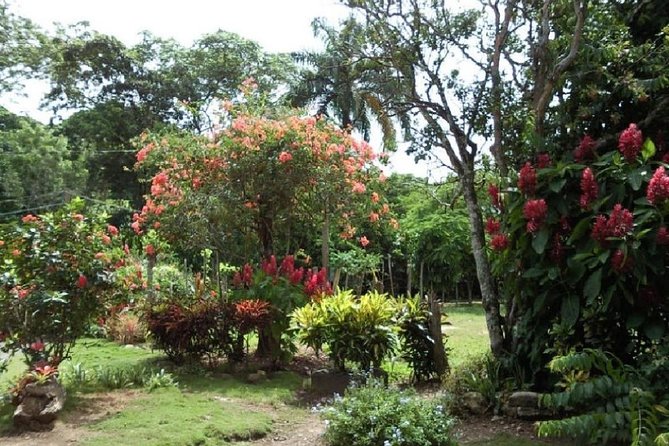 Safari Adventure - Full Day - From Punta Cana - Horseback Ride Into the Jungle: Bird Watching, Plants, and Motion