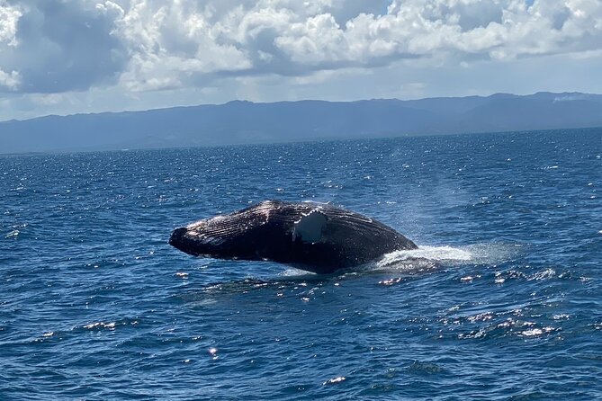 Samana Full Day Waterfall, Safari and Beach - Lunch in Samaná with panoramic bay views and Napoleon Bridge area