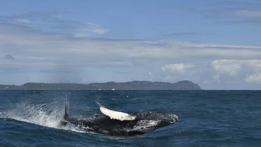 Samana Whale watching and Bacardi Island from Punta Cana - Price and value: is $122 a good deal?
