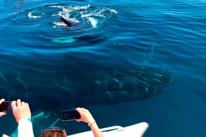 Samaná Whale Watching, waterfall & Cayo Levantado Adventure - Cayo Levantado (Bacardi Beach): swim, hammock, and reset