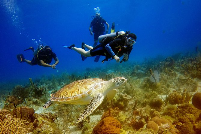 Saona Diving - Key Things to Know Before You Book