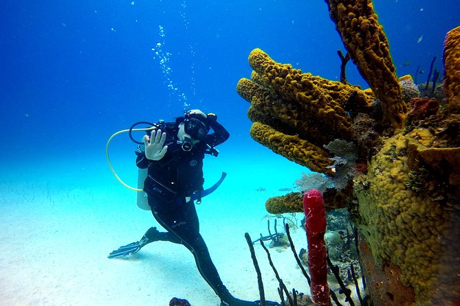 Saona Diving - Two Reef Sessions: What Your Underwater Time Is Really Like
