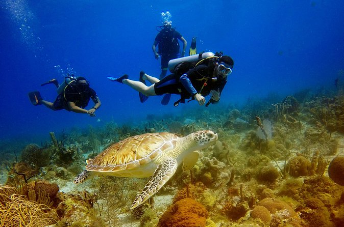Saona Diving - Gear Included, Double Tank, and Why Instruction Is the Difference