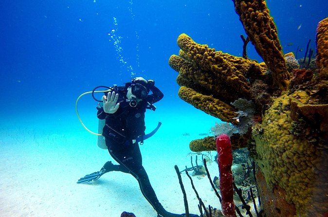 Saona Diving - Lunch, Ocean-View Breaks, and the Dominican Feast Factor