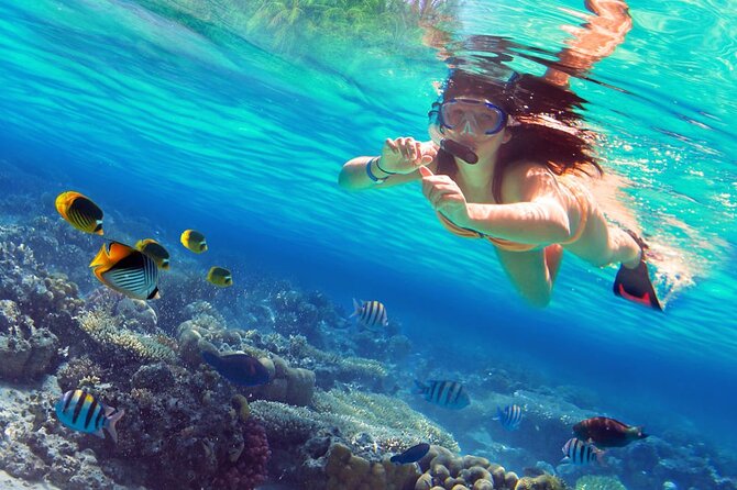 Saona Island by Paradise Travel - Snorkeling Expectations at the Sandbar Stop (What to Do If It’s Not Perfect)