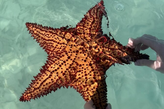 Saona Island Day Trip From Punta Cana with Lunch and Open Bar - Lunch and open bar: what’s included and what to expect