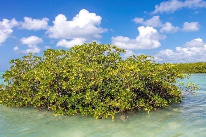Saona Island Full-Day Tour with Lunch from Punta Cana - The guide factor: when names like Victor Obama and Otto pop up