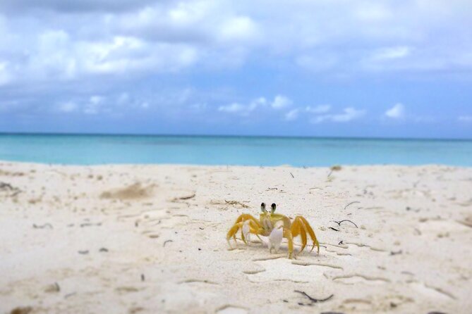Saona Island, Natural pool Starfish, Fast boat, Catamaran +Dances - Catamaran Ride Back: Drinks, Animators, and What’s Actually Included