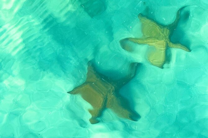 Saona Island, Natural pool Starfish, Fast boat, Catamaran +Dances - Bayahibe Port to Saona: Fast Boat vs. Catamaran Vibes