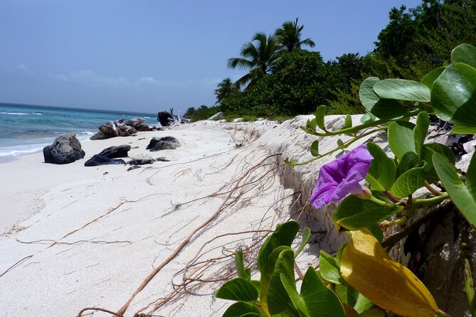 Saona Island Tour from Punta Cana with Lunch, Open Bar & Pickup - Who Should Book This Saona Island Tour (And Who Might Not)