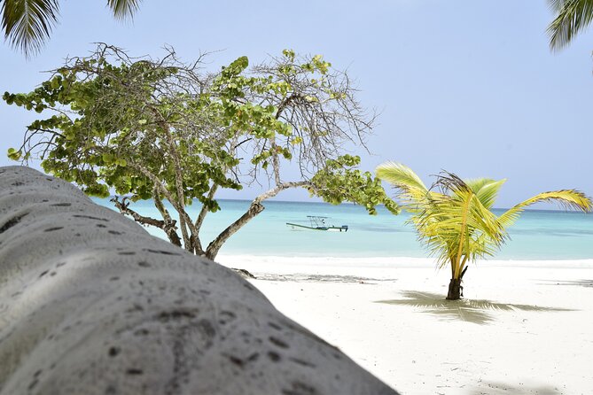 Saona Island Tour - Full Day from Punta Cana Buffet and drinks - Who This Saona Tour Fits Best (and Who Might Want Another Plan)