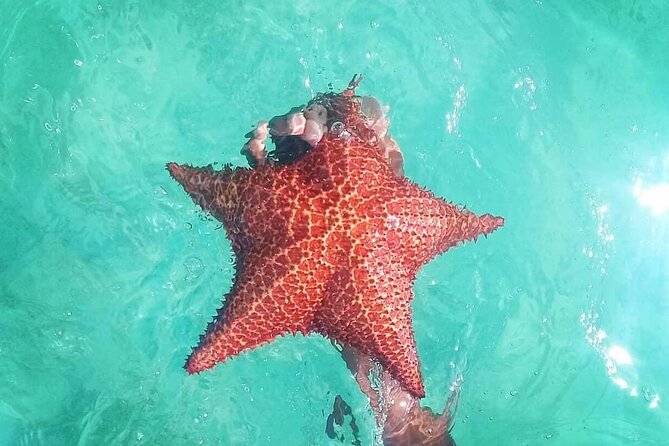 Saona Island Tour - Full Day from Punta Cana Buffet and drinks - Practical Packing List for a Long Saona Day