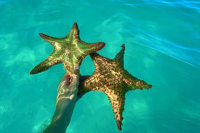 Saona Private Tour with Own Guide and Transport from Punta Cana - Saona Island early arrival: where the value is actually hiding