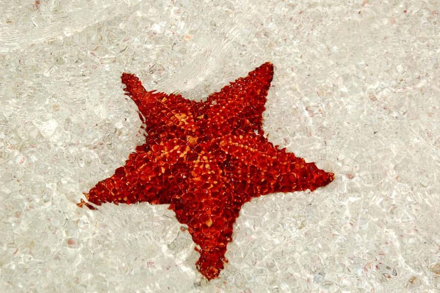 Saona Special Tour: Four Beaches & Canto Experience - Key things that make this Saona day feel worth it