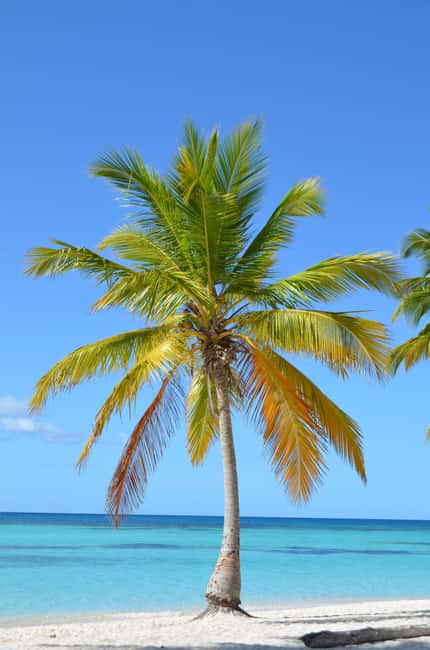 Saona Special Tour: Four Beaches & Canto Experience - Saona Paradise VIP beach: sunbeds, showers, and a buffet that doesn’t skimp