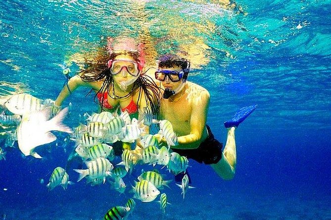 Scuba Diving at Catalina Island - 2 tank | 2 spots - Why Catalina Island Works as a Full-Day Plan