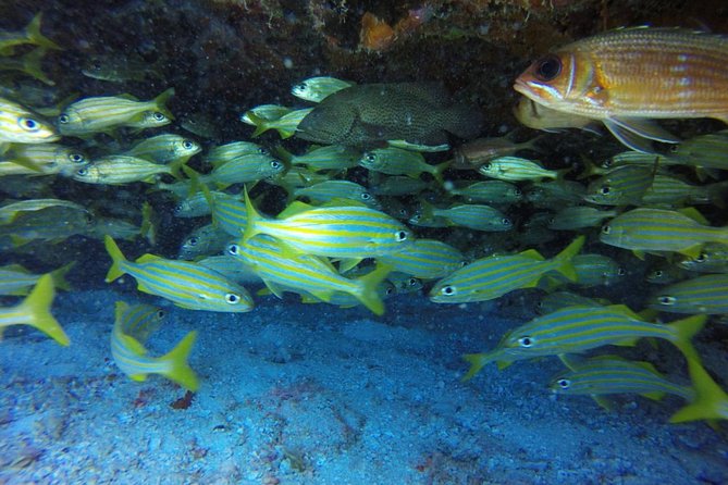 Scuba Diving at Catalina Island - 2 tank - for Certified Divers - Aquarium Reef: The Shallow Counterpoint and Easier Profile