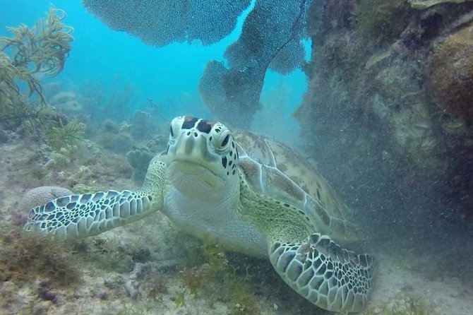Scuba Diving at Catalina Island - 2 tank - for Certified Divers - Lunch on White Sands: Caribbean Buffet and Open Bar