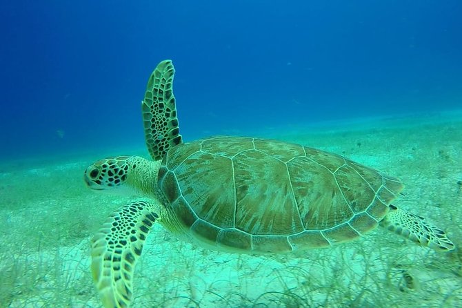 Scuba Diving at Catalina Island - 2 tank - for Certified Divers - Price and Value: Is $189.99 Reasonable?