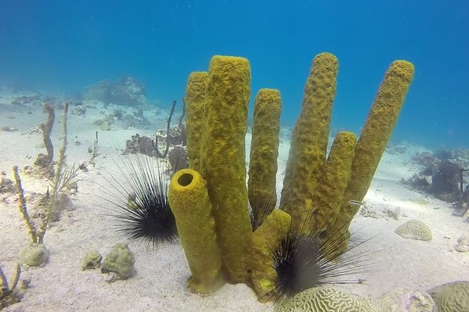 Scuba Diving at Catalina Island - 2 tank - for Certified Divers - When Conditions Turn: Rough Water, Rules, and Reschedules