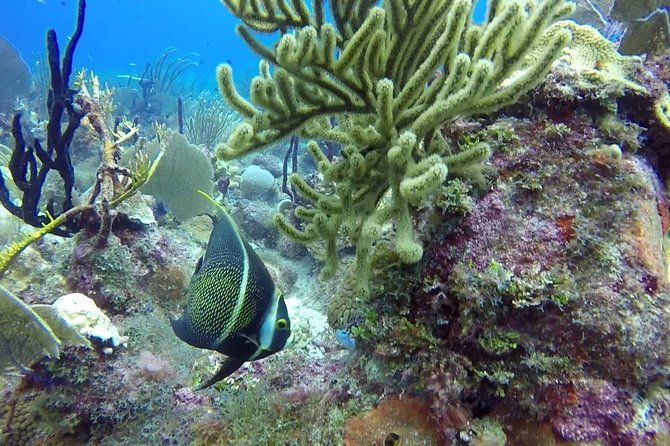 Scuba Diving at Catalina Island - 2 tank - for Certified Divers - The Wall: Coral Gardens and a Deeper-Feel Scuba Session