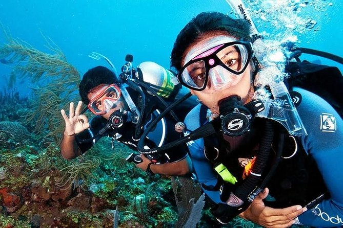 Scuba Diving on Catalina Island | 2 tanks, 2 spots - Price and Logistics: What You’re Actually Paying For