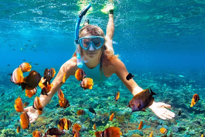 Scuba Diving on Catalina Island | 2 tanks, 2 spots - Tank One: St. George Wreck and Coral Reef Life