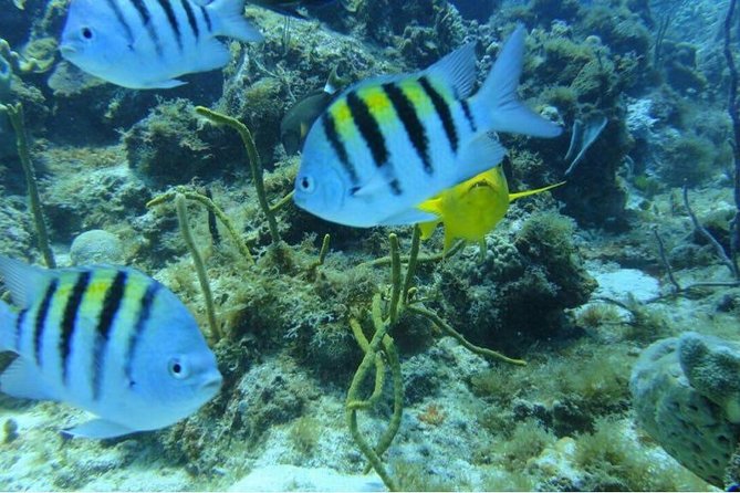 Scuba Diving on Catalina Island | 2 tanks, 2 spots - Gear and Instructor: The Stuff That Keeps You Calm