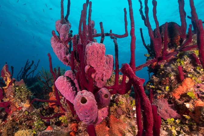 Scuba Doo Diving Experience in Punta Cana - Price and Value at $61: When It’s a Great Deal