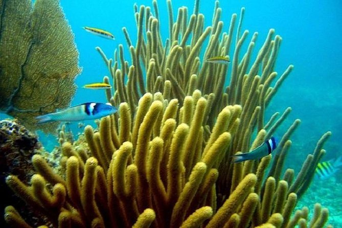 Scuba Doo Underwater Scooter in Punta Cana (Half Day) - Staff and safety: the part that makes or breaks the trip
