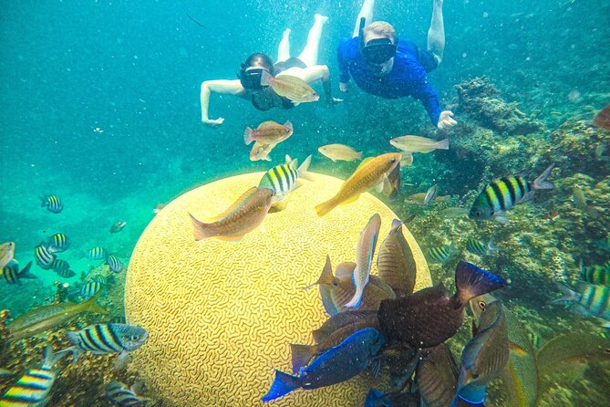 Snorkel Lovers for All Ages & Premium Seafood Lunch in Punta Cana - Key Things I Think You’ll Notice First