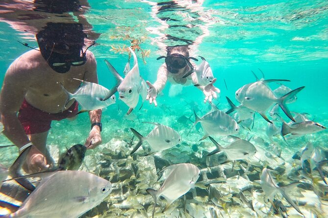 Snorkel Lovers for All Ages & Premium Seafood Lunch in Punta Cana - Coral Nursery: Guided Reef Restoration and One Full Hour to Swim