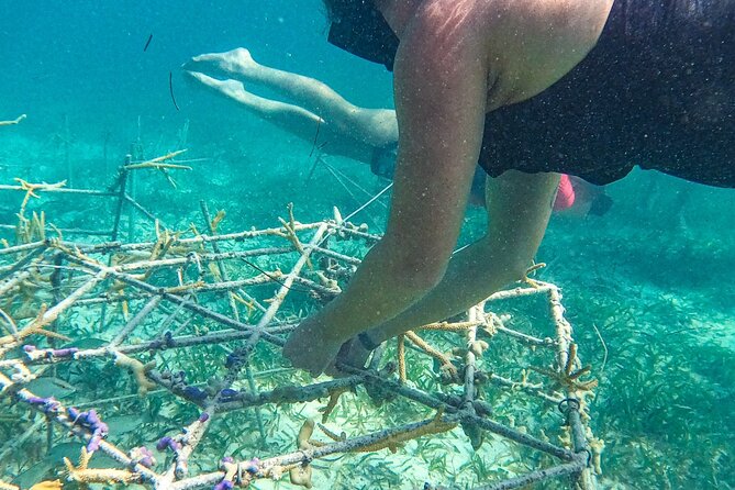 Snorkel Lovers for All Ages & Premium Seafood Lunch in Punta Cana - What’s Included (So You Can Budget Without Guessing)