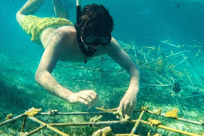 Snorkel Lovers for All Ages & Premium Seafood Lunch in Punta Cana - Price and Value: Is $114 a Fair Deal?