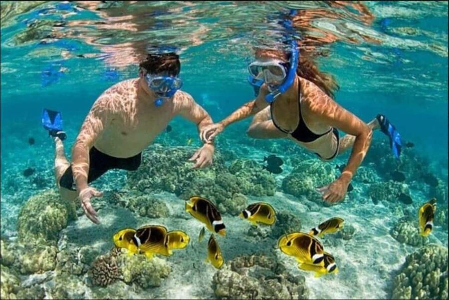 Speedboat Adventure and Snorkeling from Punta Cana - The Reef Snorkel Stop: Where the Fish Are the Main Show