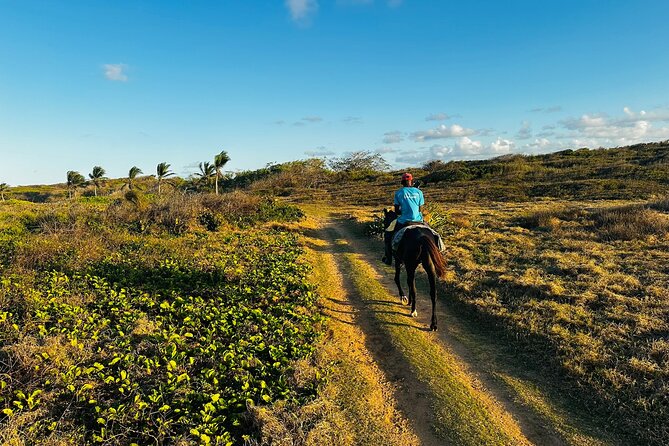 Sunset Horseback Ride at Macao Beach & Forest with Transfers - Golden Hour on Horseback From Punta Cana: What the Experience Really Feels Like