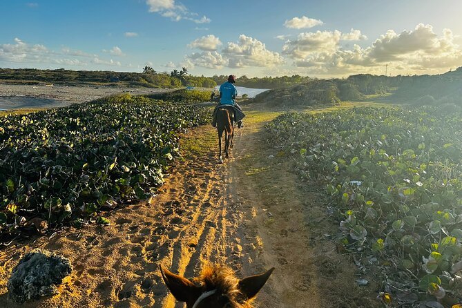 Sunset Horseback Ride at Macao Beach & Forest with Transfers - Price and Value: Why $61 Works (and When It Might Not)