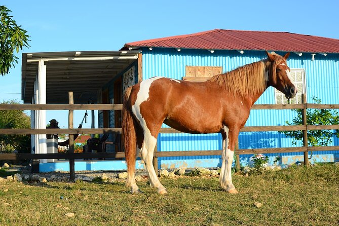 Sunset Horseback Riding Tour in Punta Cana (Private Option) - Mud, garbage, and the reality of riding outdoors