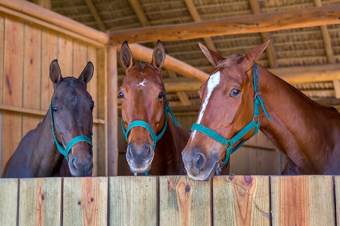 Swimming with Horses at the Beach from Punta Cana Free transportation - Your 4-hour plan from Punta Cana: forest ride to horse room