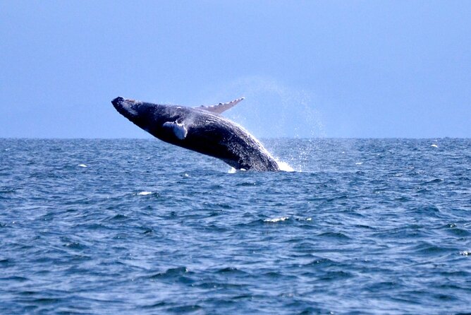 Tour with Whale Watching in Samaná, Beach and Waterfall - Key highlights