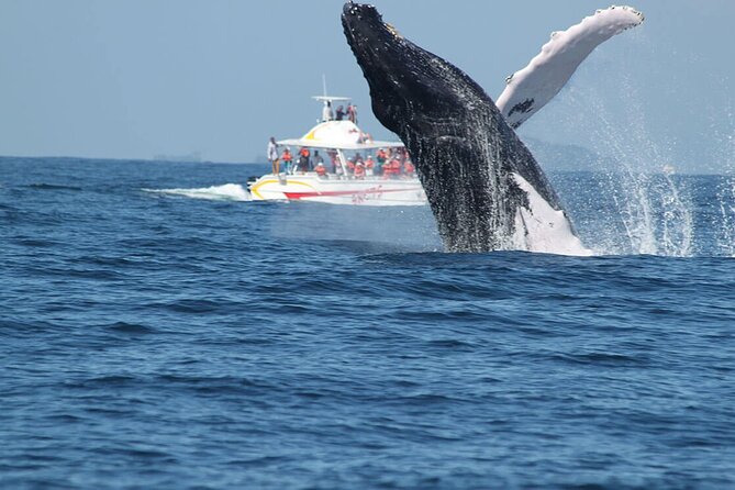 Tour with Whale Watching in Samaná, Beach and Waterfall - Horse Ride and Physical Effort: What Moderate Means Here