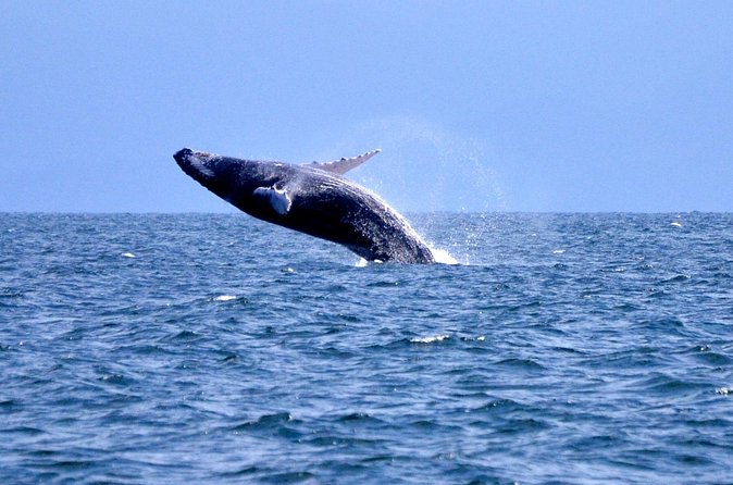 Tour with Whale Watching in Samaná, Beach and Waterfall - Price and Value for $115: What’s Actually Covered