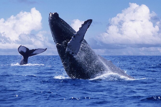 Tour with Whale Watching in Samaná, Beach and Waterfall - Whale Season Timing in Samaná Bay