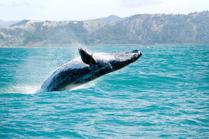 Whale Watching and Bacardi Island day trip from Punta Cana - Key things I’d clock before you go