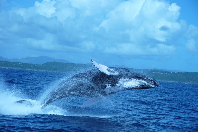 Whale Watching and Bacardi Island day trip from Punta Cana - On the catamaran: how whale watching stays fun (not stressful)