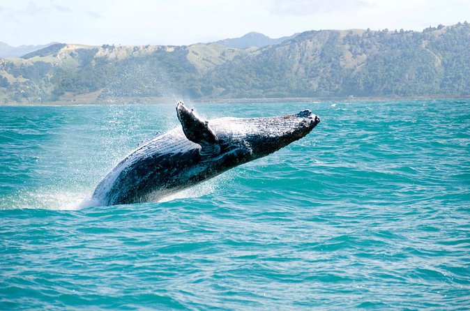 Whale Watching and Bacardi Island day trip from Punta Cana - How the guide, group size, and boat culture affect your day